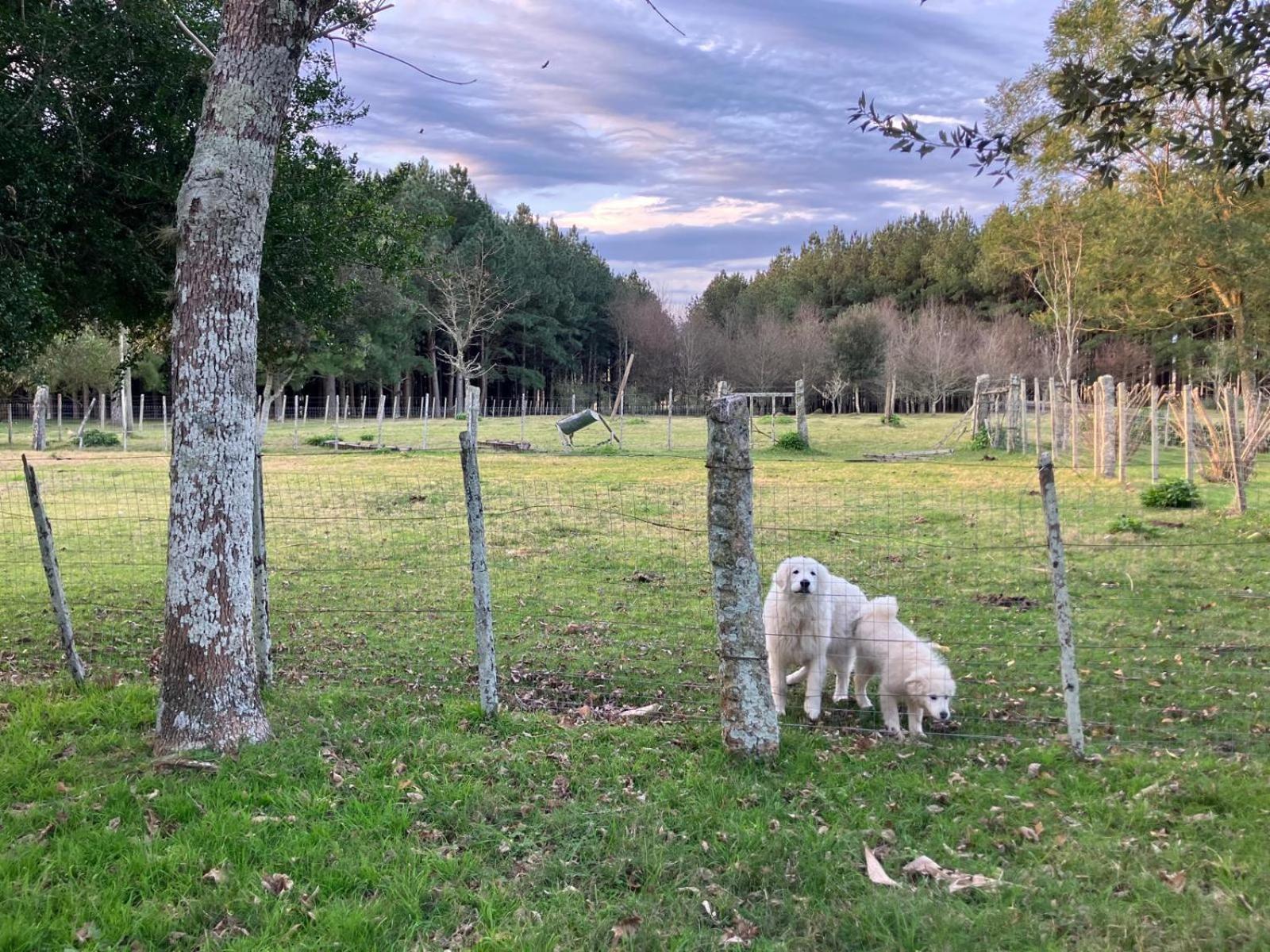 Pinos De La Quebrada Villa Quebrada de los Cuervos ภายนอก รูปภาพ