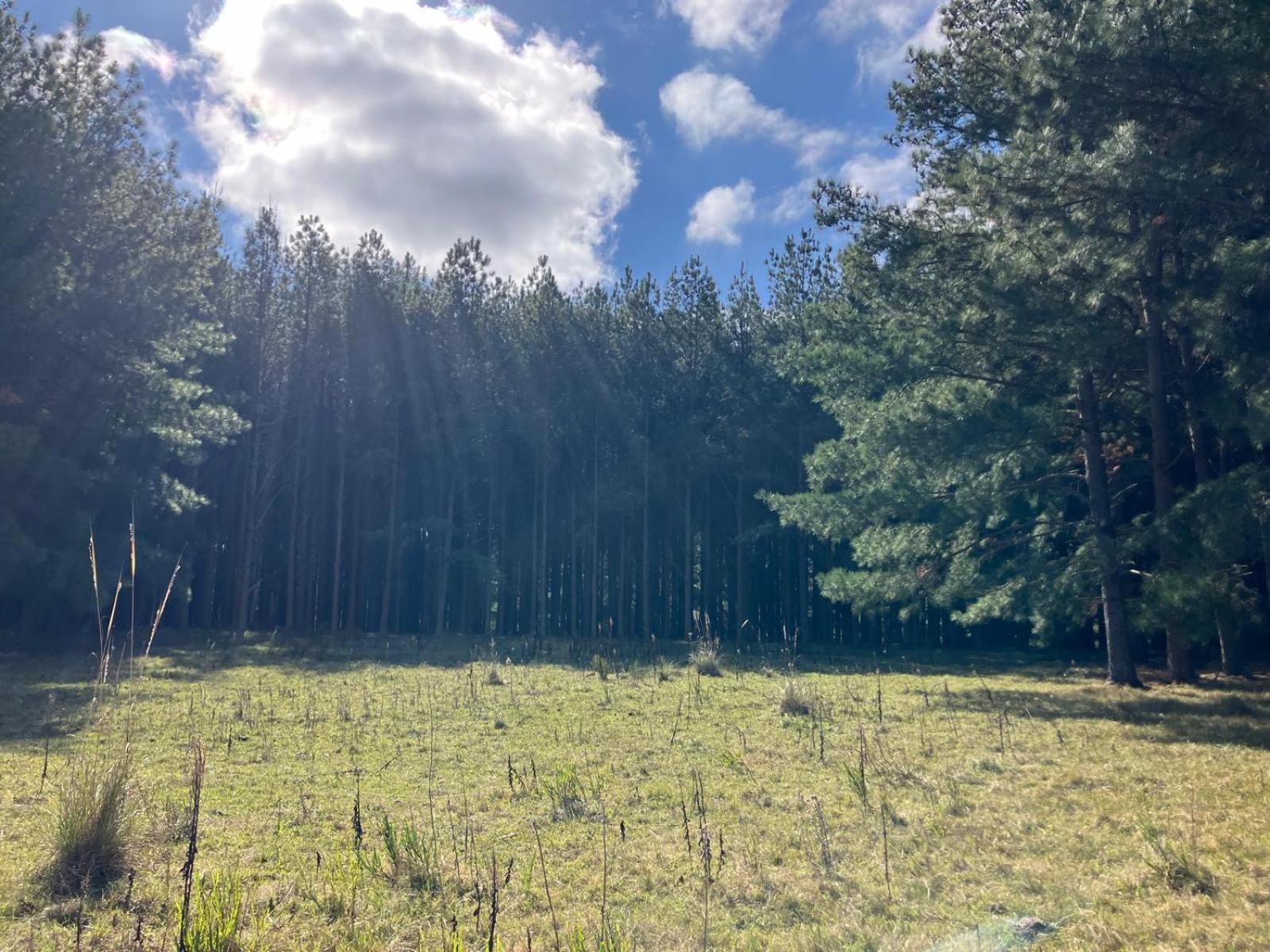 Pinos De La Quebrada Villa Quebrada de los Cuervos ภายนอก รูปภาพ