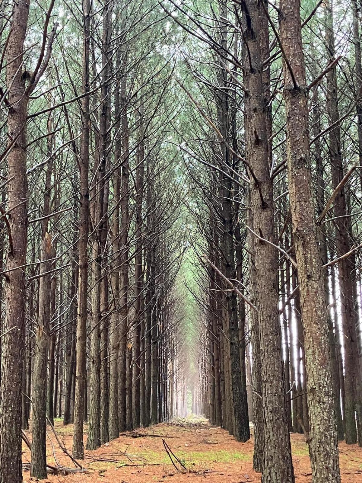 Pinos De La Quebrada Villa Quebrada de los Cuervos ภายนอก รูปภาพ