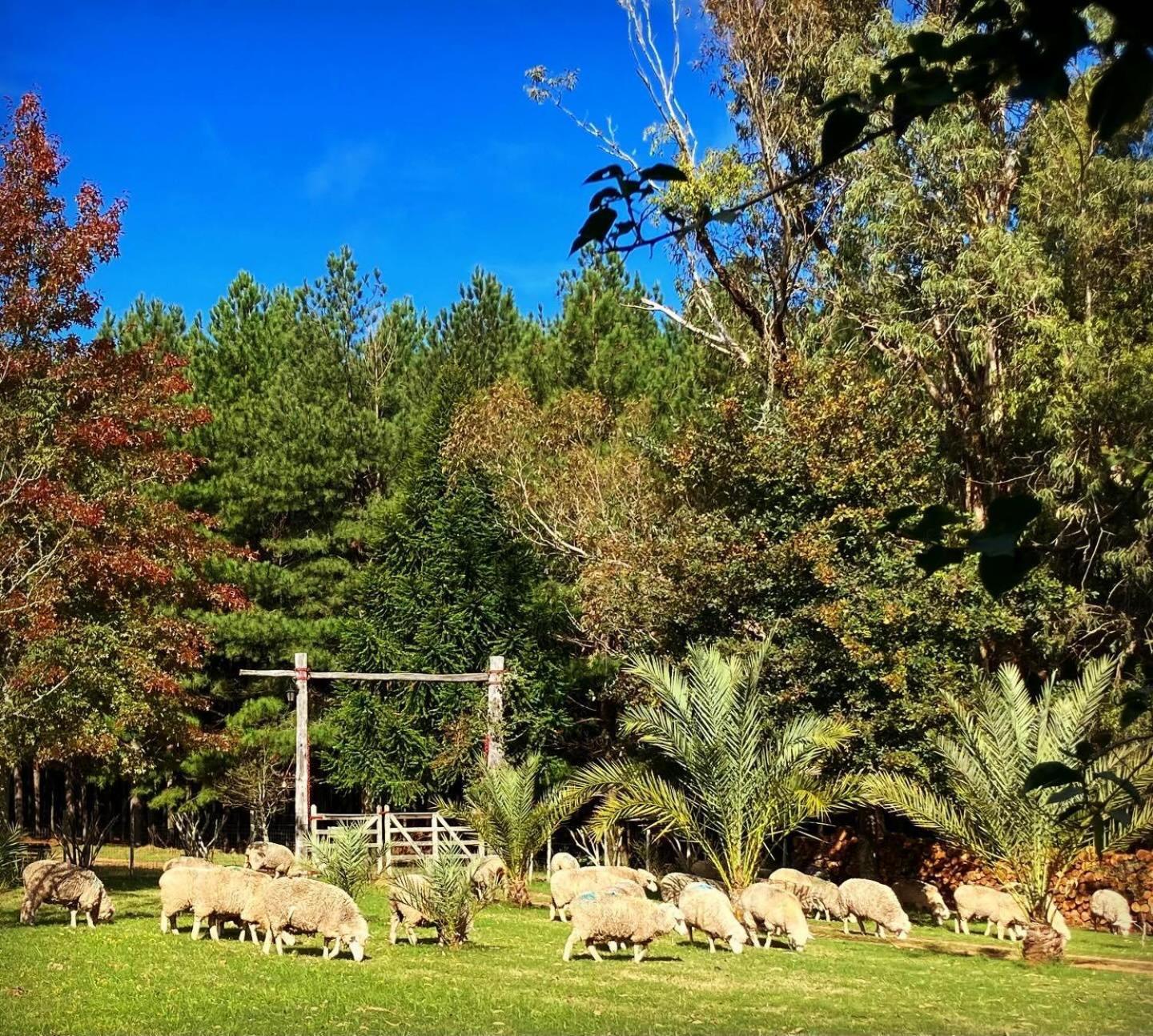 Pinos De La Quebrada Villa Quebrada de los Cuervos ภายนอก รูปภาพ
