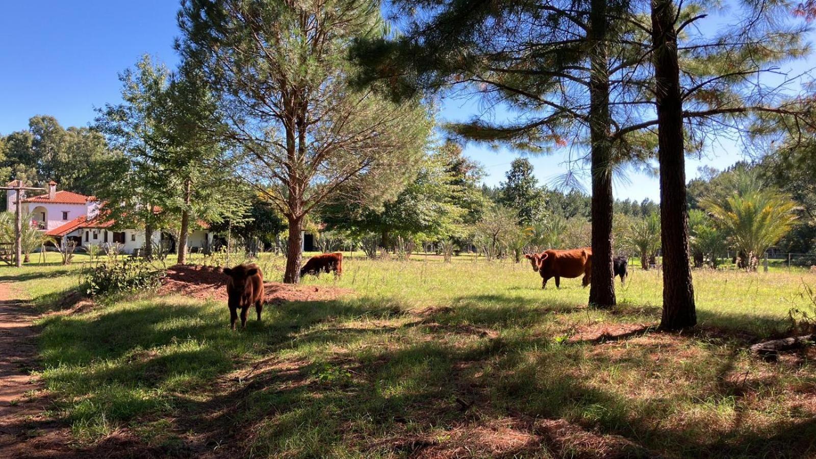 Pinos De La Quebrada Villa Quebrada de los Cuervos ภายนอก รูปภาพ