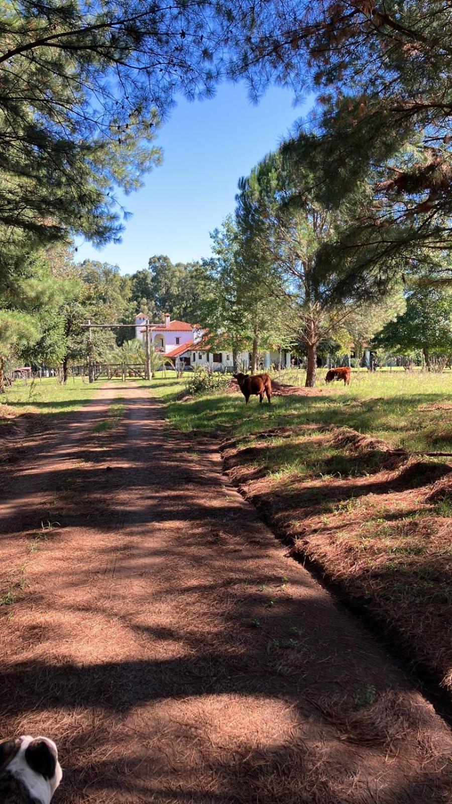 Pinos De La Quebrada Villa Quebrada de los Cuervos ภายนอก รูปภาพ