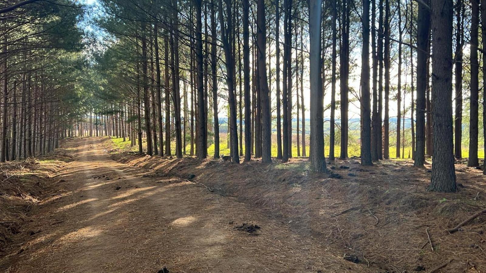 Pinos De La Quebrada Villa Quebrada de los Cuervos ภายนอก รูปภาพ