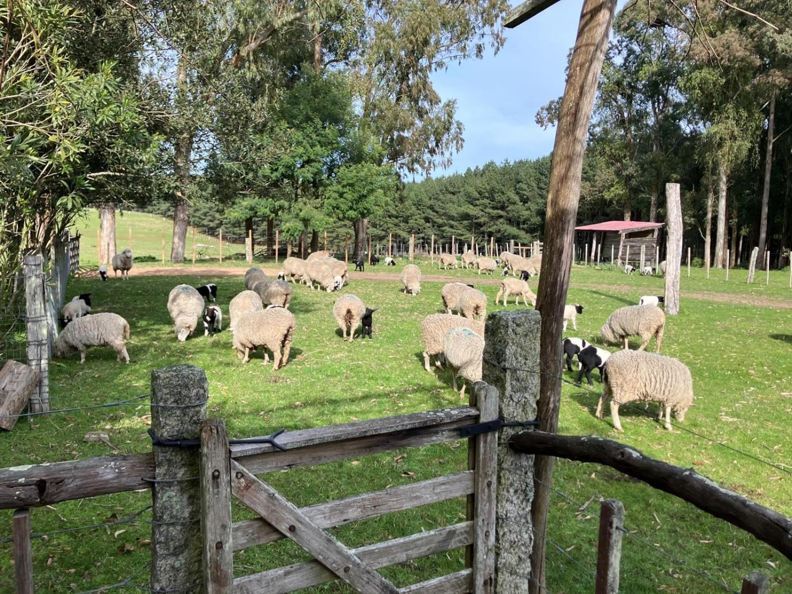 Pinos De La Quebrada Villa Quebrada de los Cuervos ภายนอก รูปภาพ
